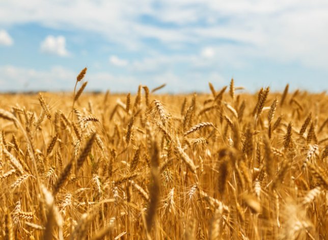 wheat field shutterstock_597149606-850x478